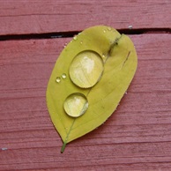 Droplets on Leaf